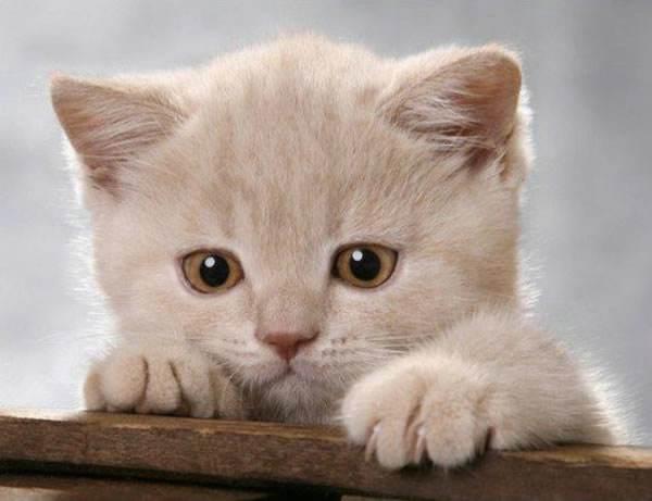 娱乐吃瓜酱内向的小猫