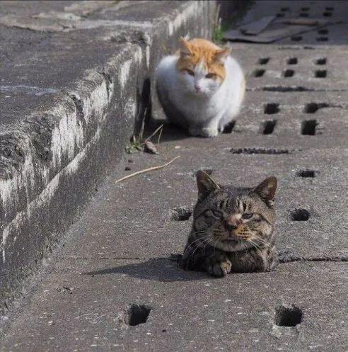 娱乐吃瓜猫原声,揭秘娱乐圈幕后故事